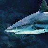 White Tile shark